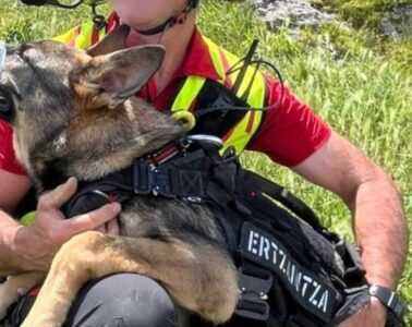 Alluitzen zauritutako mendizalearen ondoan erreskatatutako txakurraren irudia